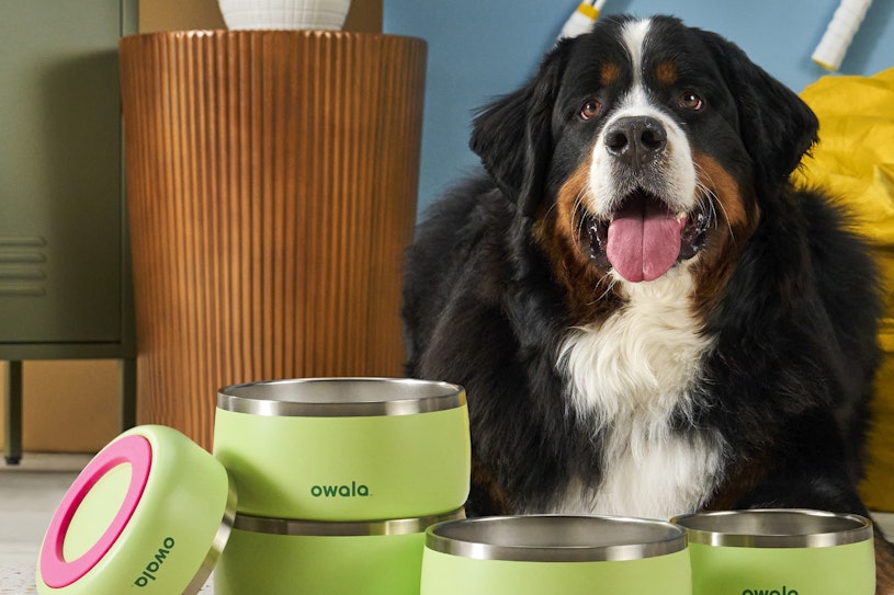 Bernese Mountain Dog laying by five green Owala pet bowls