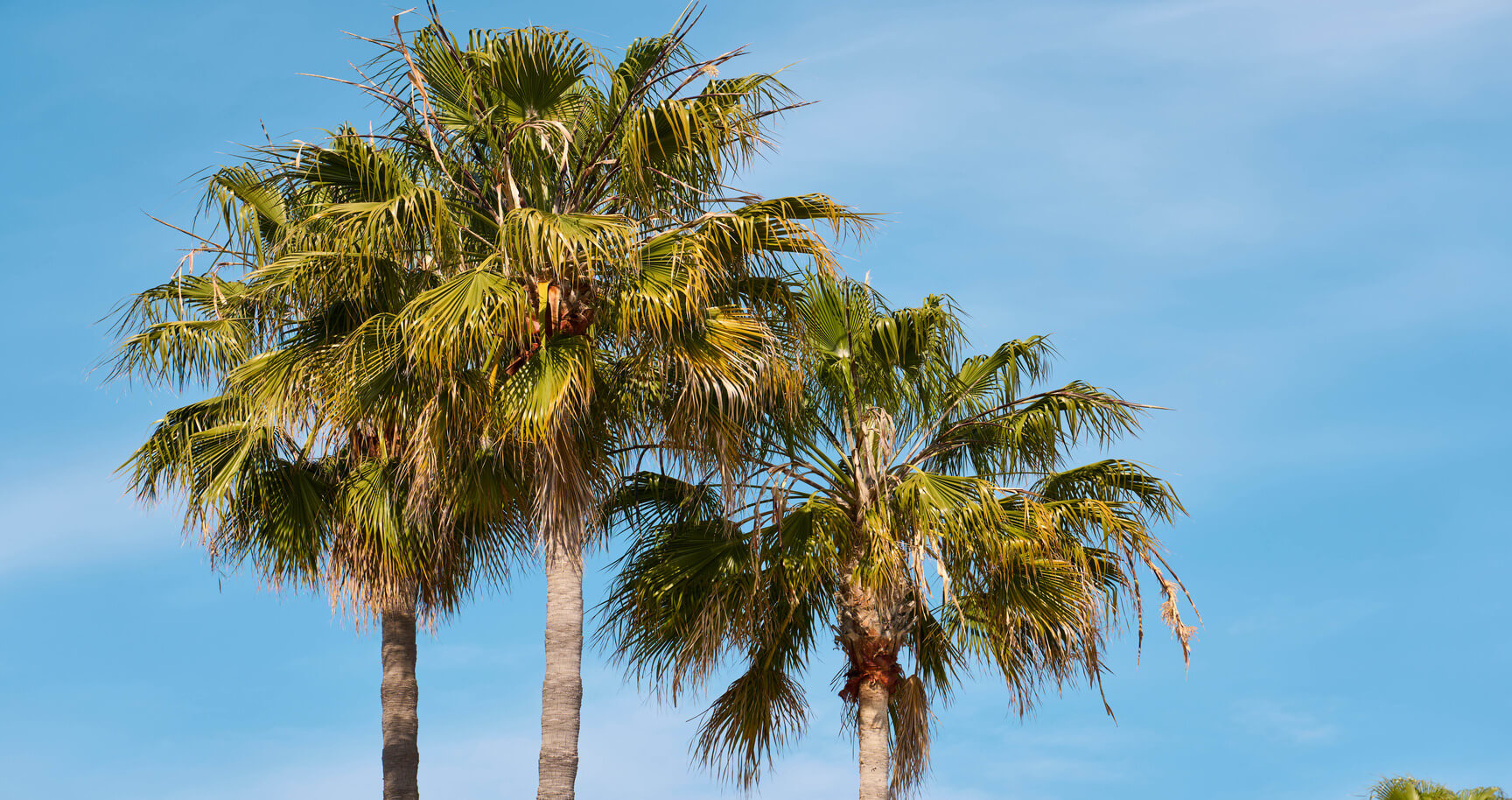Three palm trees during a sunny day outside, perfect weather for travel and adventure.